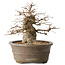 Carpinus coreana, 30 cm, ± 35 jaar oud