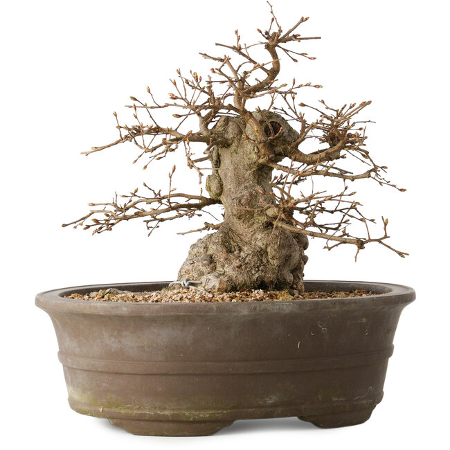 Carpinus coreana, 30 cm, ± 35 years old