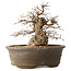 Carpinus coreana, 30 cm, ± 35 jaar oud