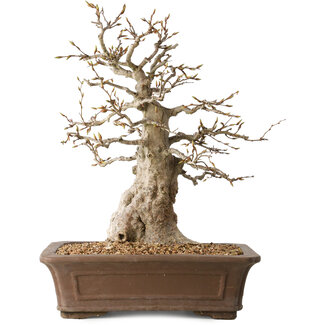 Carpinus coreana, 43 cm, ± 35 jaar oud