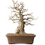 Carpinus coreana, 43 cm, ± 35 jaar oud