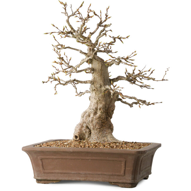 Carpinus coreana, 43 cm, ± 35 ans