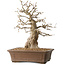 Carpinus coreana, 43 cm, ± 35 jaar oud