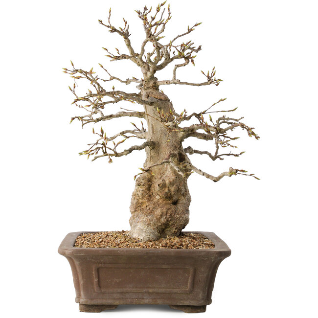 Carpinus coreana, 43 cm, ± 35 years old