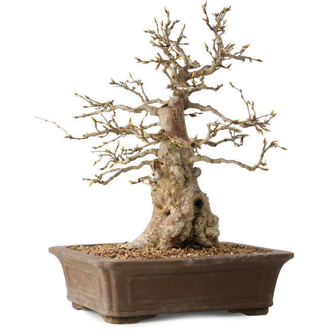 Carpinus coreana, 43 cm, ± 35 Jahre alt