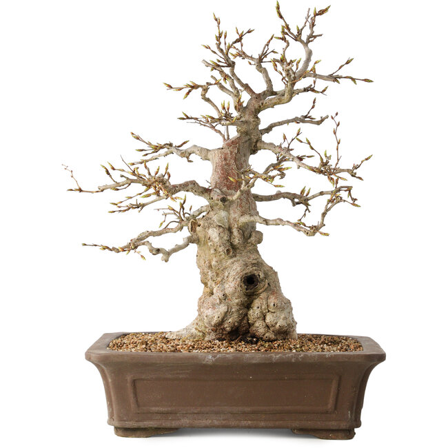 Carpinus coreana, 43 cm, ± 35 anni