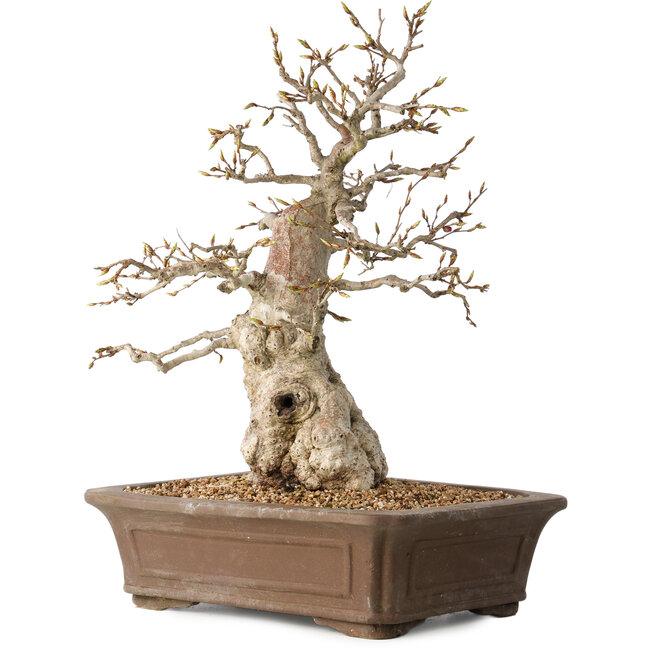 Carpinus coreana, 43 cm, ± 35 years old