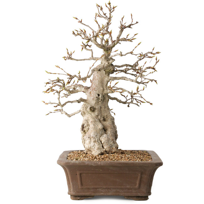 Carpinus coreana, 43 cm, ± 35 jaar oud