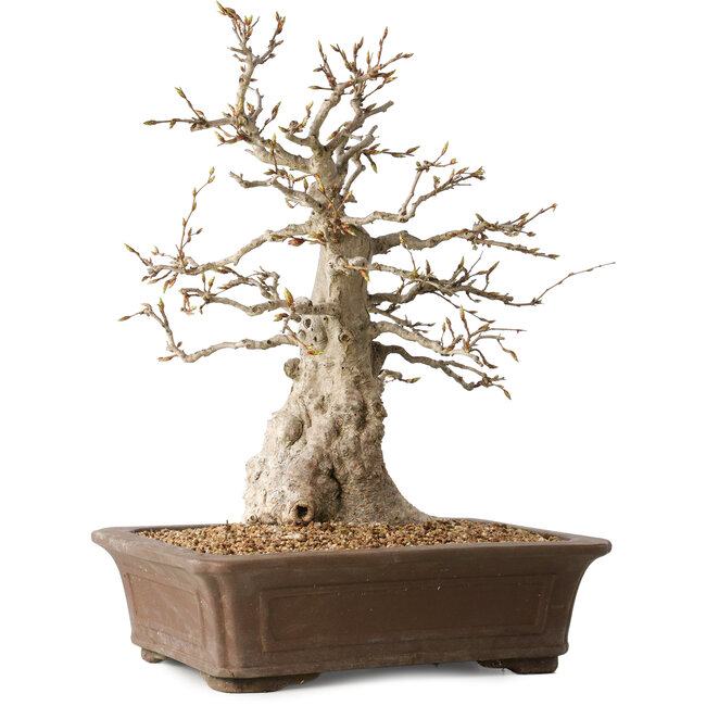 Carpinus coreana, 43 cm, ± 35 years old