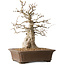 Carpinus coreana, 43 cm, ± 35 jaar oud