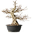 Carpinus coreana, 48 cm, ± 35 jaar oud