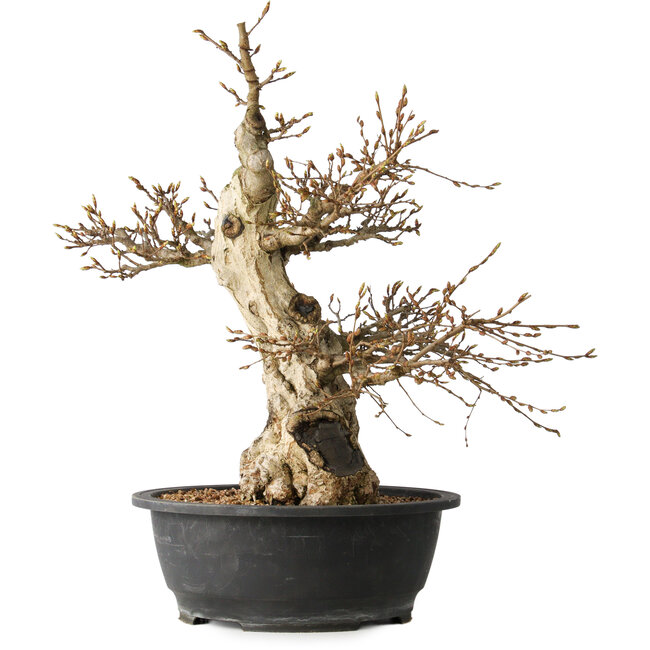 Carpinus coreana, 48 cm, ± 35 ans