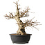 Carpinus coreana, 48 cm, ± 35 jaar oud