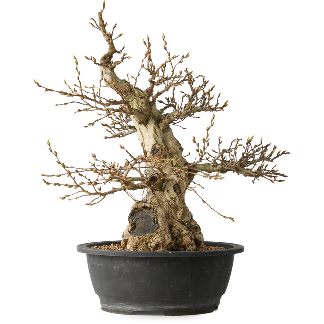 Carpinus coreana, 48 cm, ± 35 ans