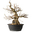 Carpinus coreana, 48 cm, ± 35 jaar oud