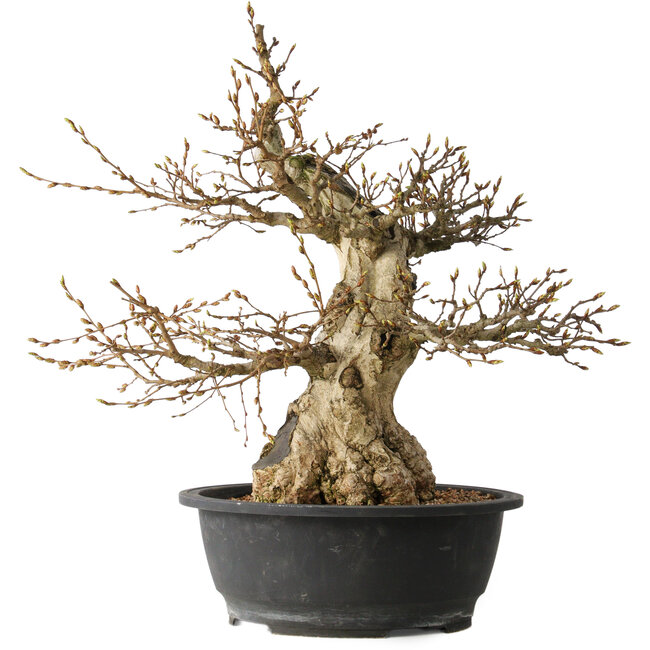 Carpinus coreana, 48 cm, ± 35 ans