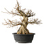 Carpinus coreana, 48 cm, ± 35 jaar oud
