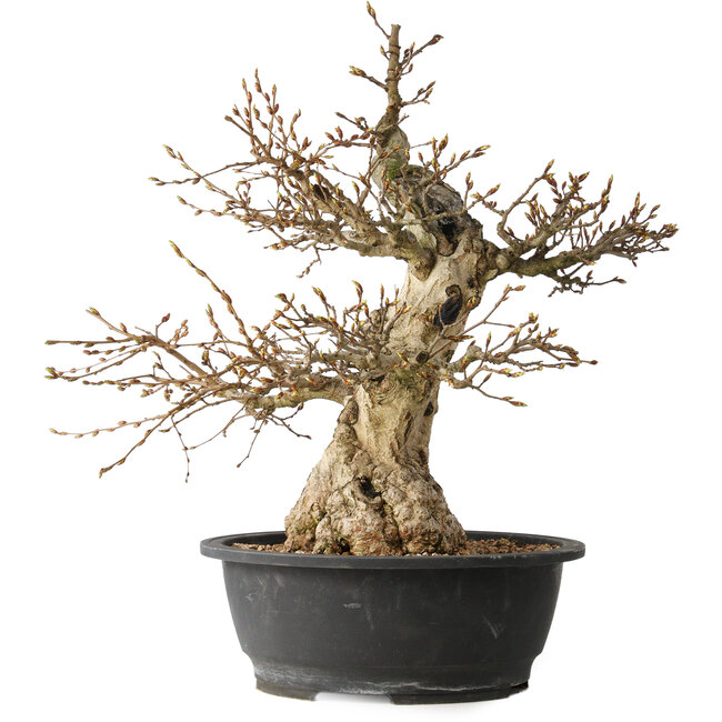 Carpinus coreana, 48 cm, ± 35 Jahre alt