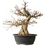 Carpinus coreana, 48 cm, ± 35 jaar oud