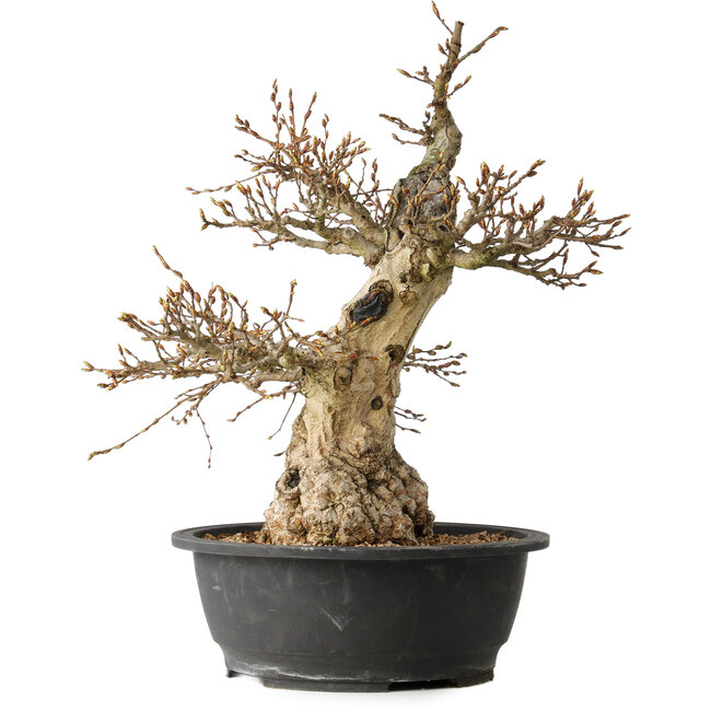 Carpinus coreana, 48 cm, ± 35 años