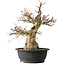 Carpinus coreana, 48 cm, ± 35 jaar oud