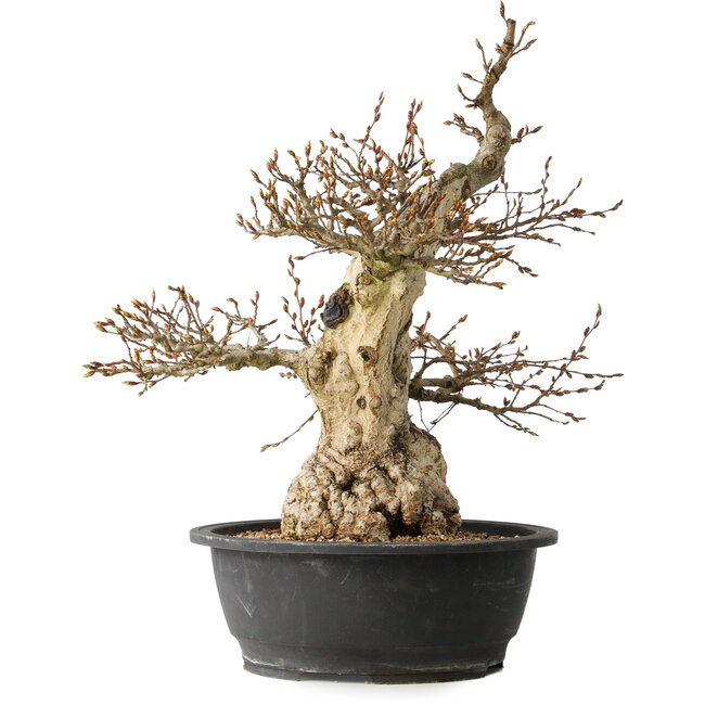 Carpinus coreana, 48 cm, ± 35 years old