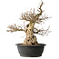 Carpinus coreana, 48 cm, ± 35 jaar oud