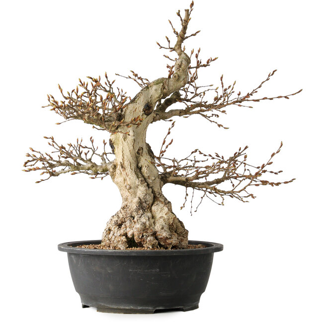 Carpinus coreana, 48 cm, ± 35 years old