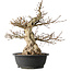 Carpinus coreana, 48 cm, ± 35 jaar oud