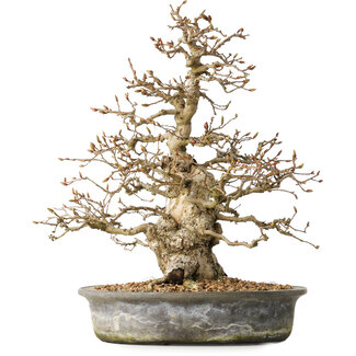 Carpinus coreana, 35 cm, ± 35 jaar oud