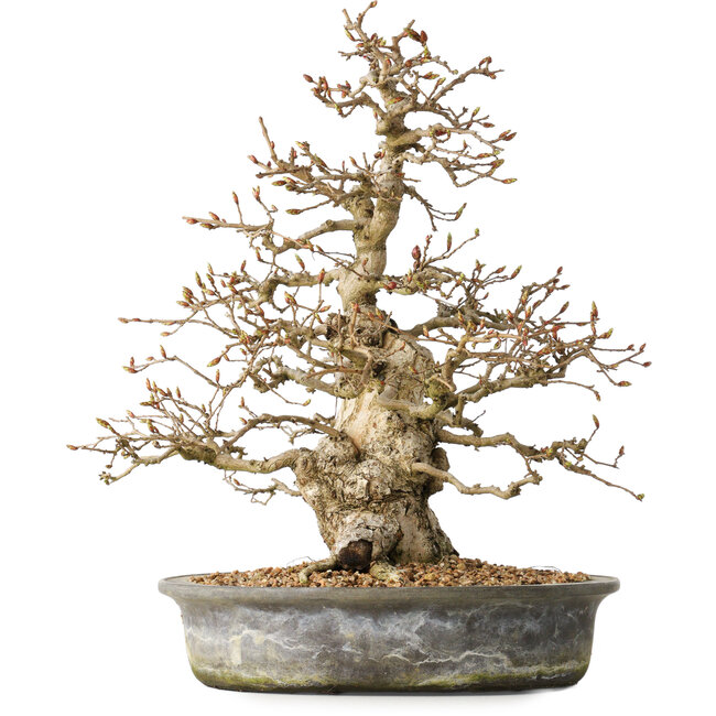 Carpinus coreana, 35 cm, ± 35 jaar oud