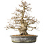 Carpinus coreana, 35 cm, ± 35 jaar oud