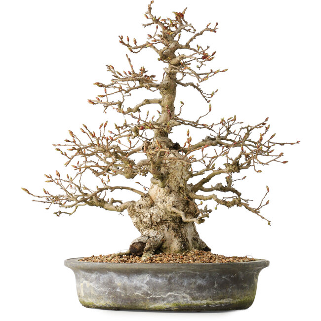 Carpinus coreana, 35 cm, ± 35 jaar oud