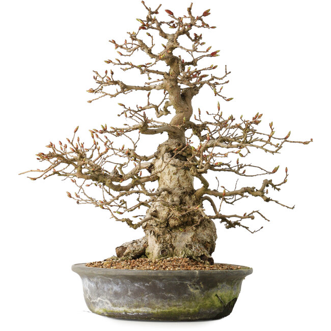 Carpinus coreana, 35 cm, ± 35 anni
