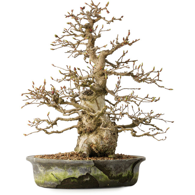 Carpinus coreana, 35 cm, ± 35 years old