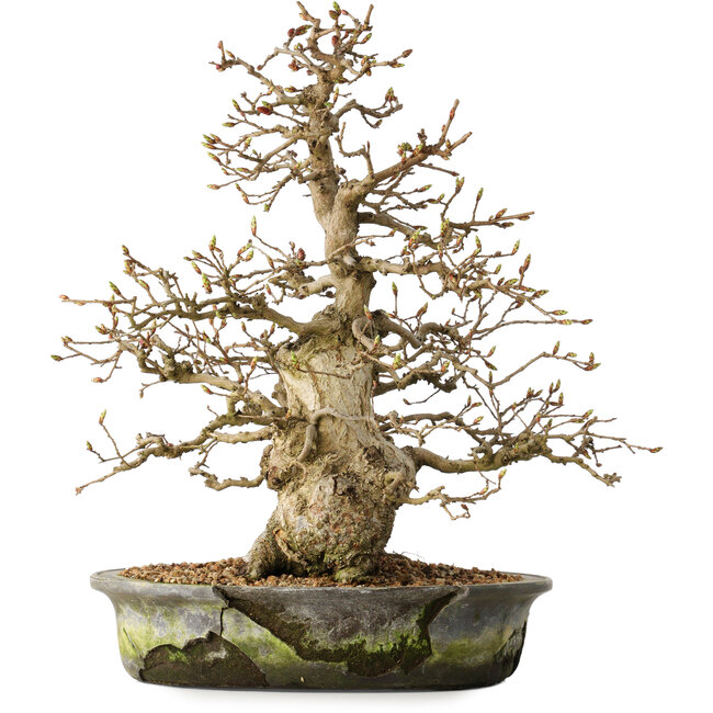 Carpinus coreana, 35 cm, ± 35 jaar oud