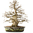 Carpinus coreana, 35 cm, ± 35 jaar oud