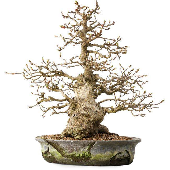Carpinus coreana, 35 cm, ± 35 Jahre alt