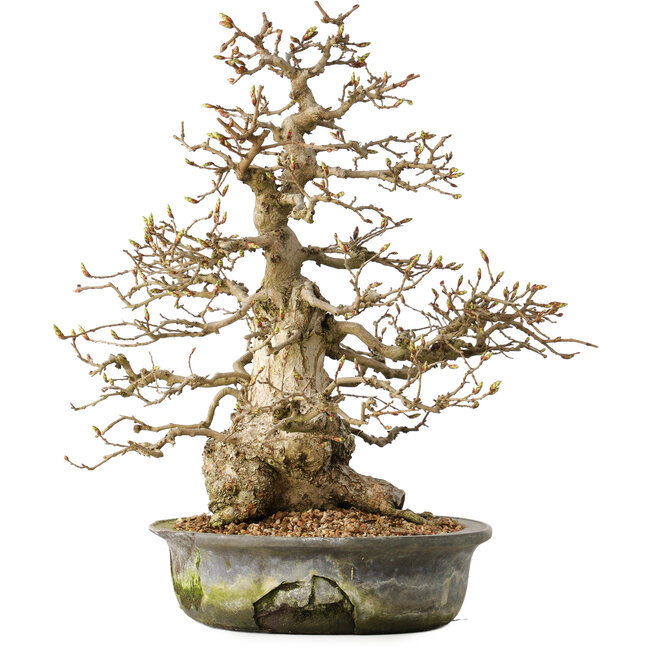 Carpinus coreana, 35 cm, ± 35 años