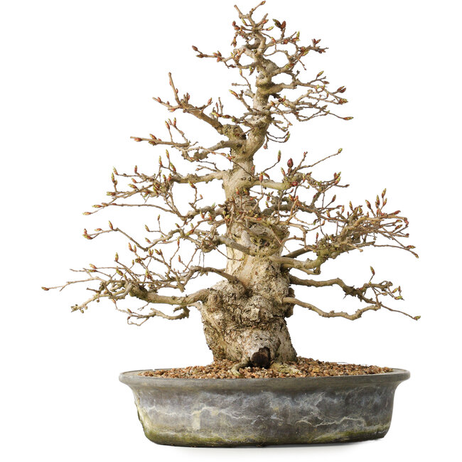 Carpinus coreana, 35 cm, ± 35 years old