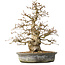Carpinus coreana, 35 cm, ± 35 jaar oud