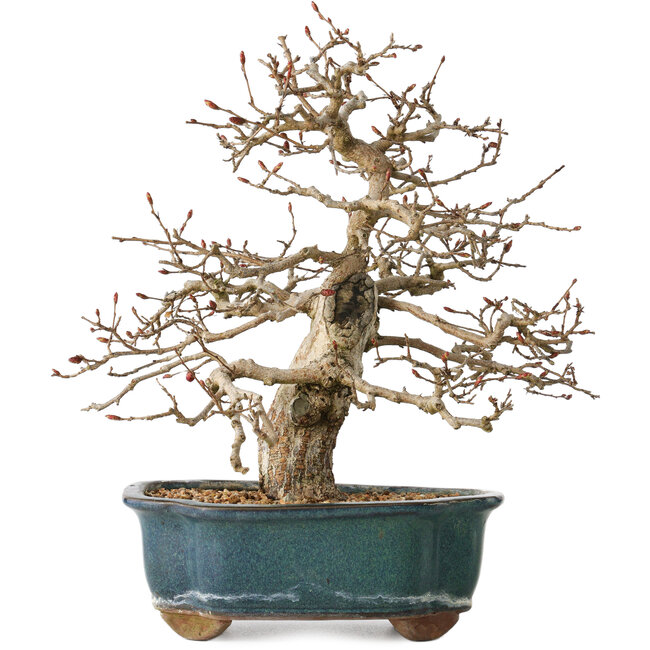 Carpinus coreana, 27 cm, ± 35 ans