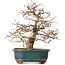Carpinus coreana, 27 cm, ± 35 ans