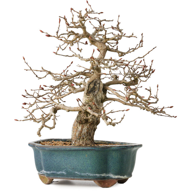 Carpinus coreana, 27 cm, ± 35 años