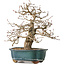 Carpinus coreana, 27 cm, ± 35 ans