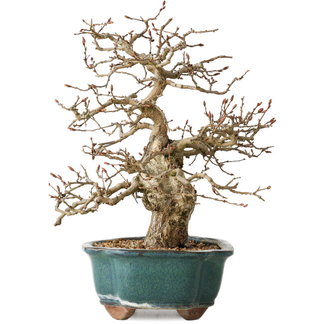 Carpinus coreana, 27 cm, ± 35 ans
