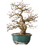 Carpinus coreana, 27 cm, ± 35 ans