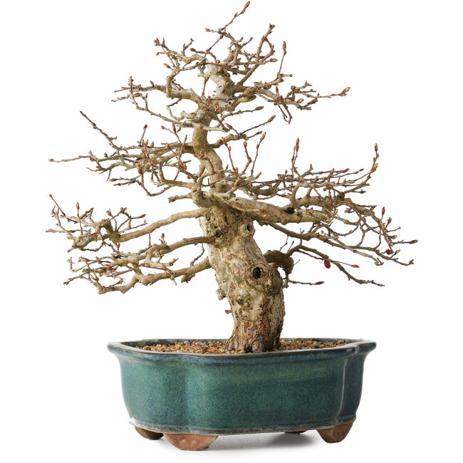 Carpinus coreana, 27 cm, ± 35 Jahre alt
