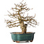 Carpinus coreana, 27 cm, ± 35 ans