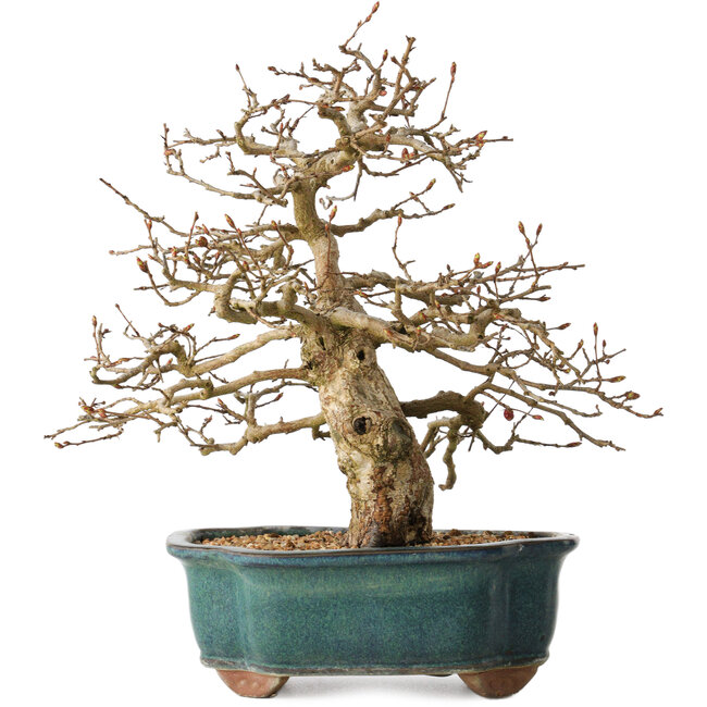 Carpinus coreana, 27 cm, ± 35 ans